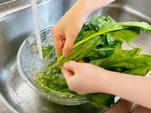 野菜ソムリエ解説「ほうれん草」の洗い方。砂をしっかり取り除く方法は？