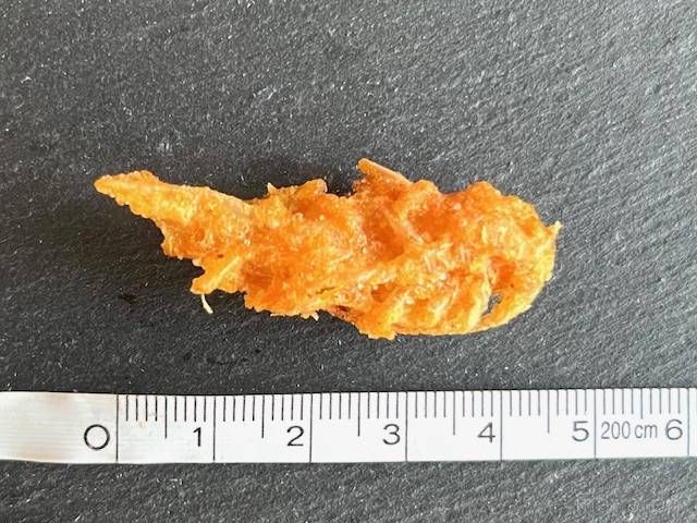 タイのエビスナックの大きさを測っている