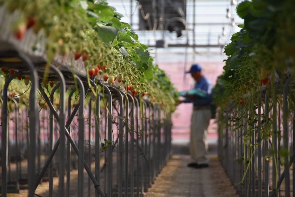 三重の隠れたいちごスポット！松阪のいちごは爽やかな味と上品な香りが