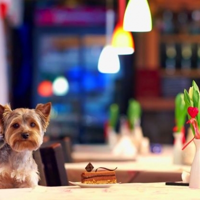 ワンちゃんと行きたい♡鎌倉のペットOKなカフェ「6」選