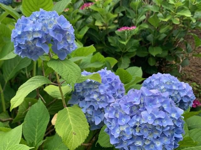 小田原城あじさい花菖蒲まつりのイメージ