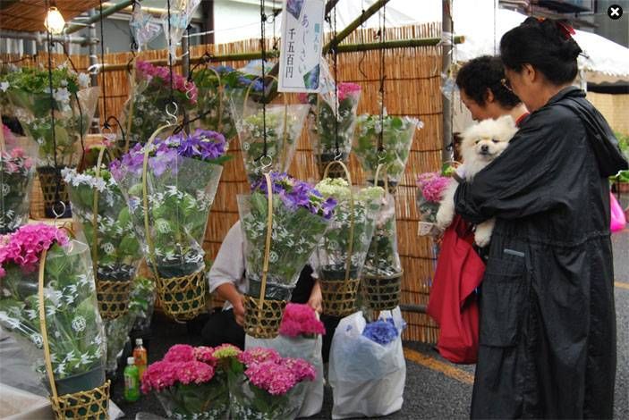 長國寺 いきいきあじさい祭のイメージ