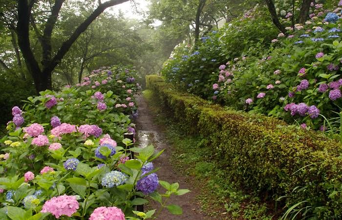 大平山とちぎあじさいまつりのイメージ