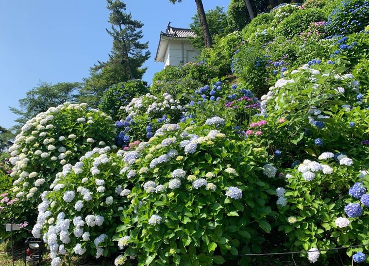 小田原城あじさい花菖蒲まつりのイメージ