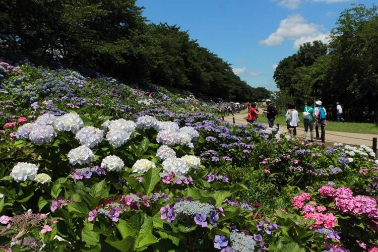 幸手あじさいまつりのイメージ