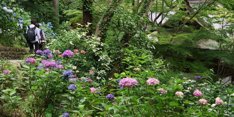 高幡不動尊あじさいまつりのイメージ