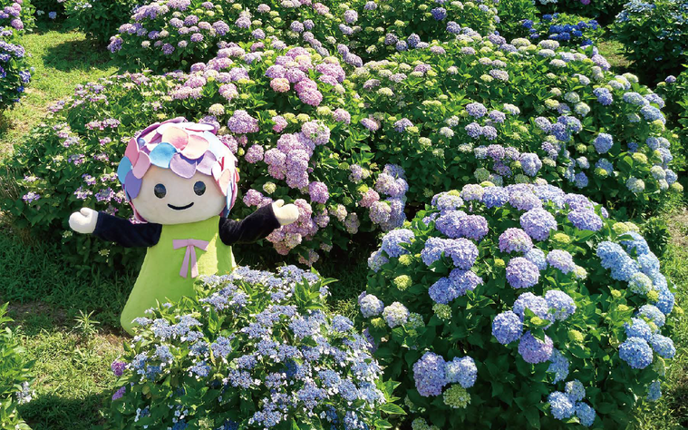 開成町あじさいまつりのイメージ