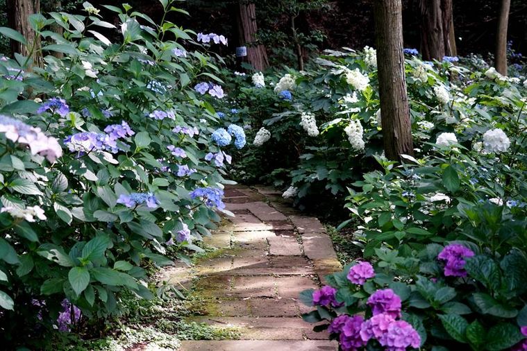 あじさい祭のイメージ