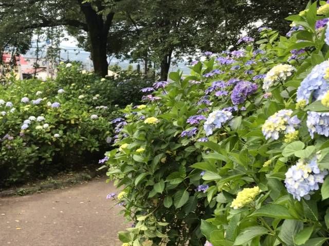 小野池あじさい公園あじさいまつりのイメージ