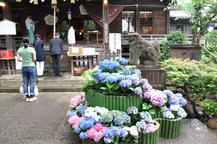 文京あじさいまつりのイメージ