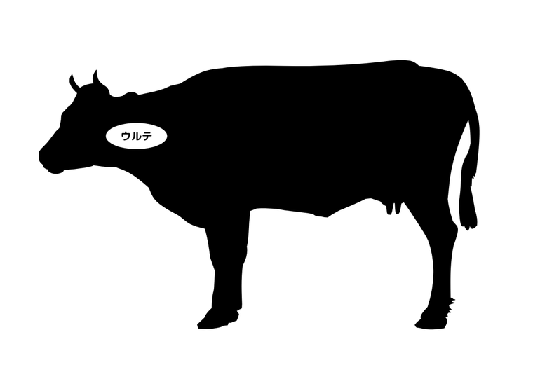 ウルテの部位