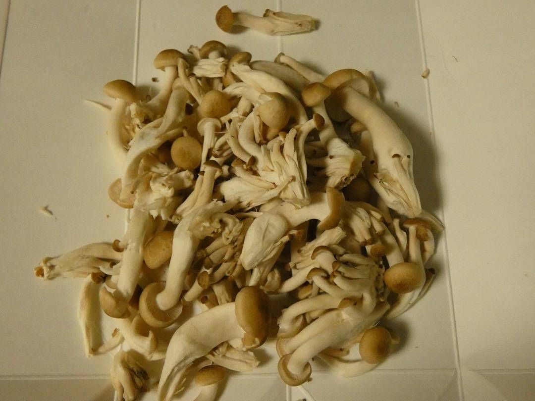 あとひと品に！パパッと作れる「しめじ」の副菜3選 (2ページ目) - macaroni