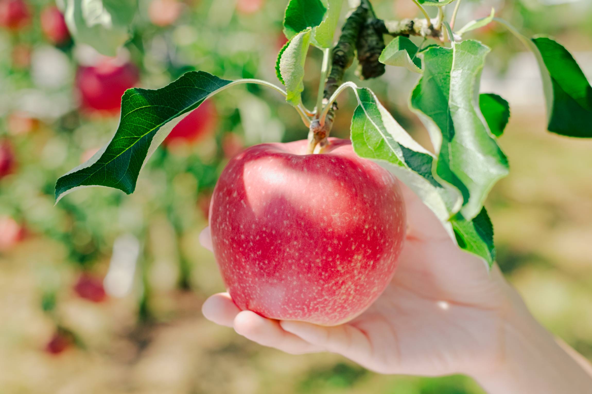 1日限定！都内で完熟のもぎたてりんごが買える「ぐんまのりんご