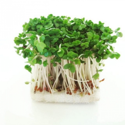 美容と健康に効果バツグン!スーパー野菜「ブロッコリースプラウト」