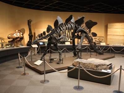 アロサウルスの展示写真