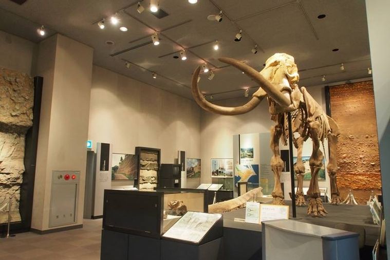 ナウマンゾウの骨格標本の画像