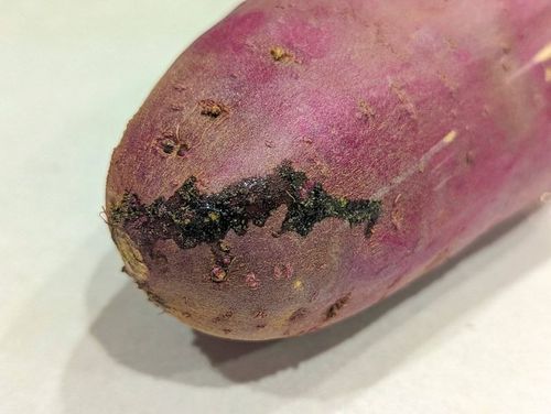 野菜ソムリエ徹底解説さつまいものカビは危険見分け方と注意点