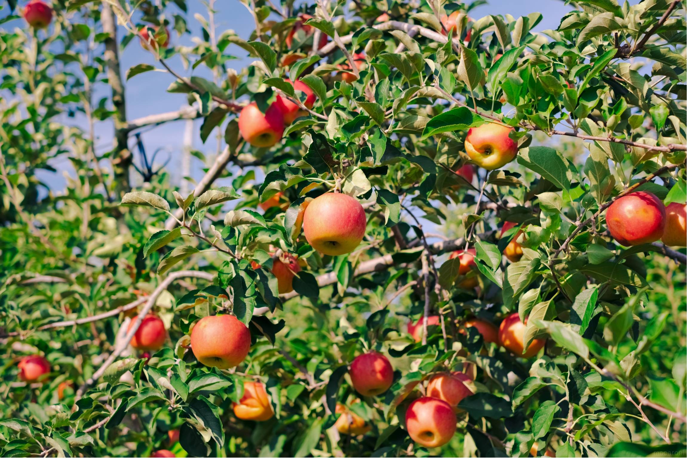 12/21（土）に農家自らマルシェ出店！東京では滅多に手に入らない群馬