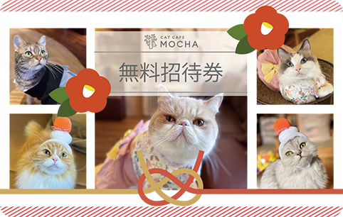 2025年「猫カフェ MOCHAの福袋」は元旦から発売！猫好きにたまらない気