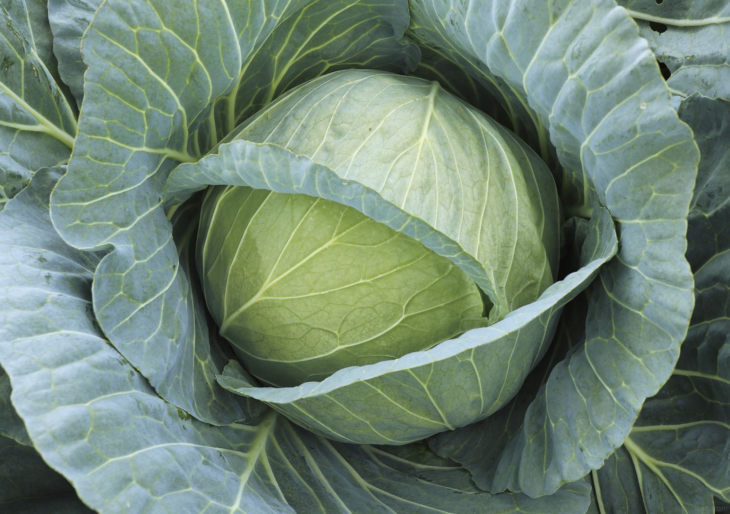 キャベツの断面