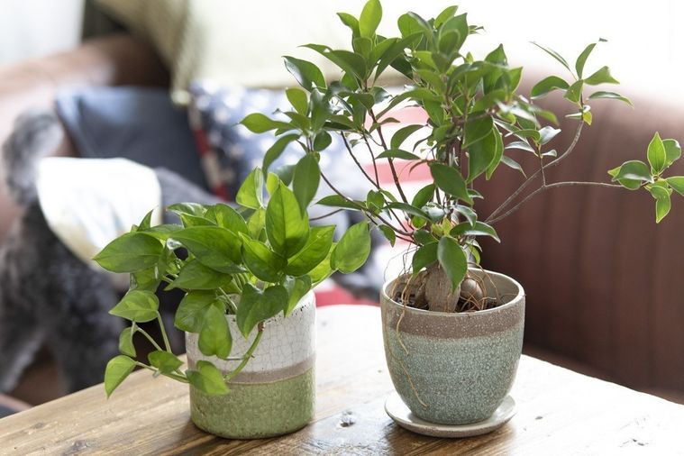 テーブルに並ぶポトスとガジュマル