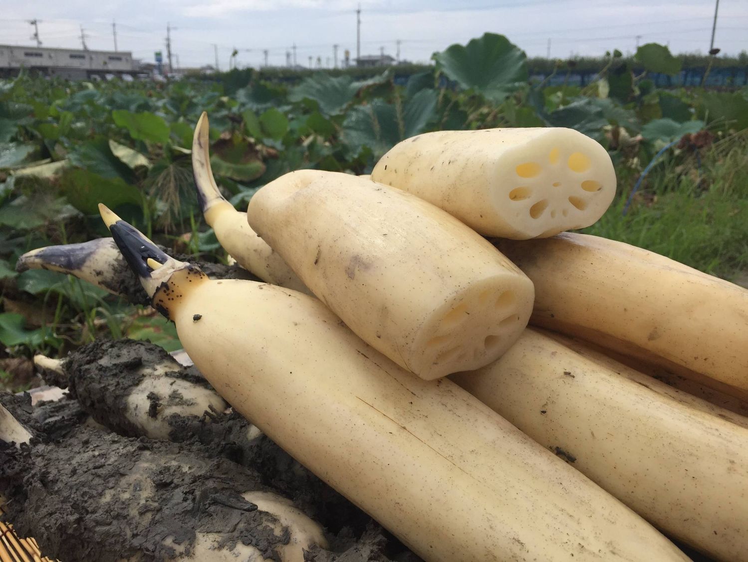 コウノトリれんこん