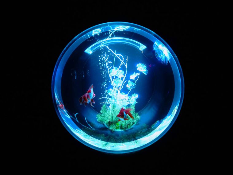 「アートアクアリウム美術館ギンザ」のイメージ画像