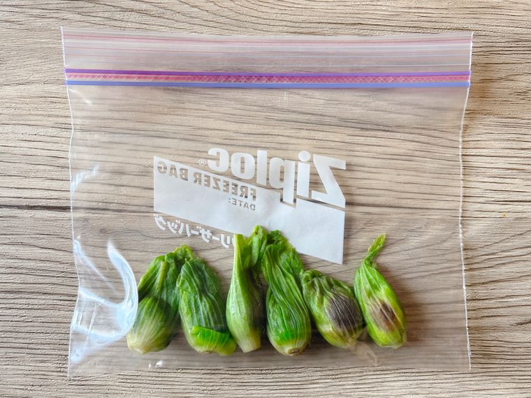 ゆでたふきのとうをフリーザーバッグに入れて保存する様子