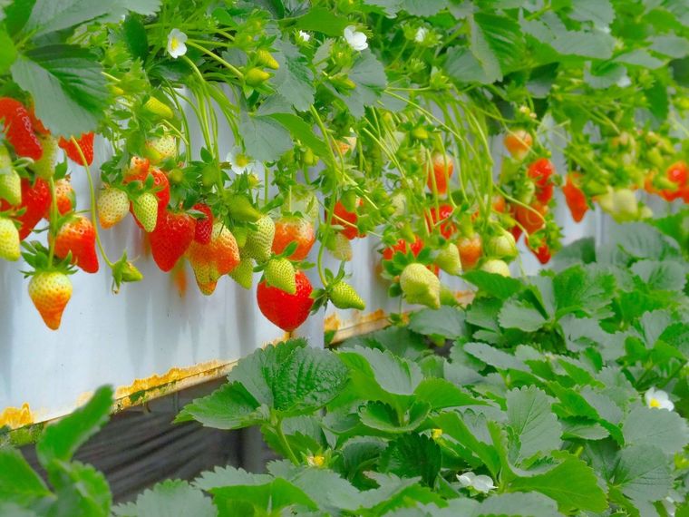 いちごがなっている様子