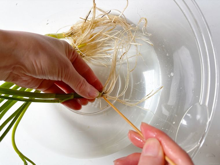 つまようじでせりの根っこを洗う様子