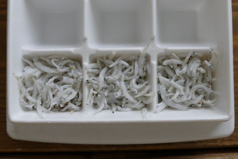 塩抜きしらすを製氷皿に入れた様子