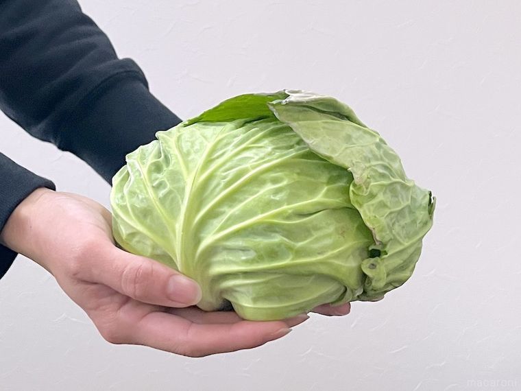 春キャベツを両手で持っている様子
