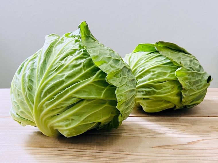 春キャベツが2玉並んでいる様子