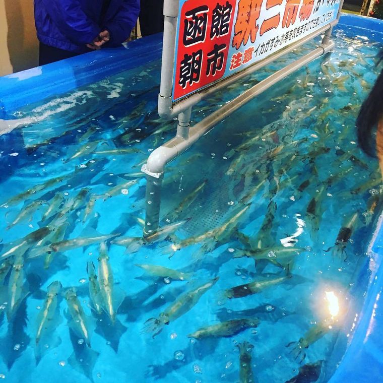 駅二函館朝市のいか釣りの様子