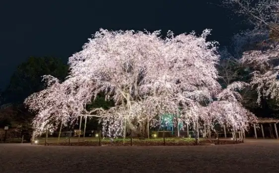 春夜の六義園 夜間特別観賞のライトアップイメージ