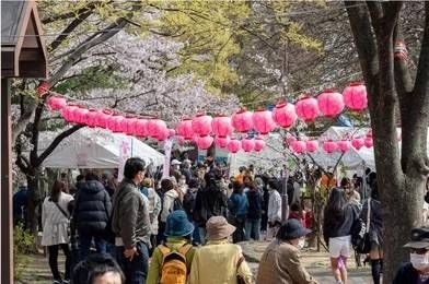 第30回なだ桜まつりのイメージ