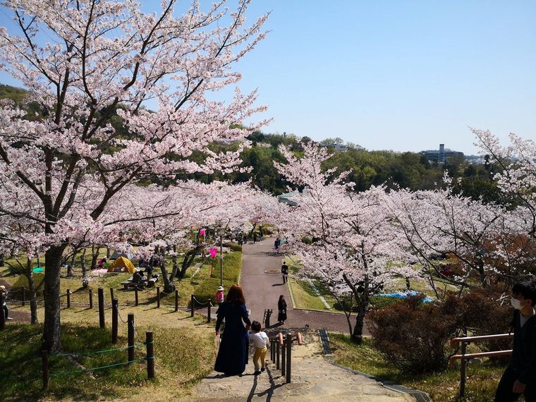 摂津峡さくら祭りのイメージ