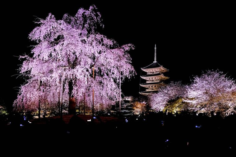 夜桜ライトアップのイメージ