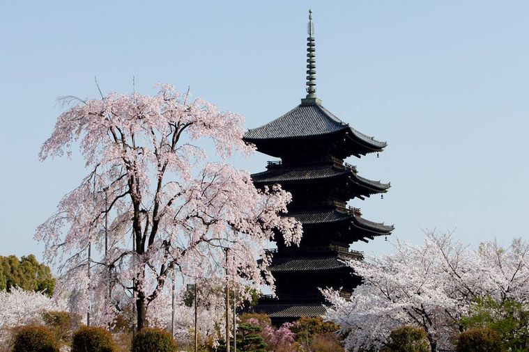 東寺の五重塔 桜イメージ