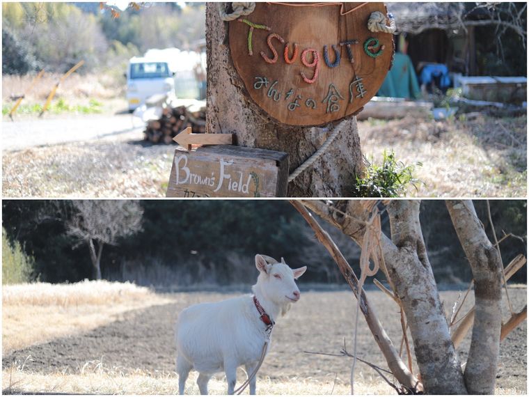 ブラウンズフィールドの案内看板と動物のやぎ