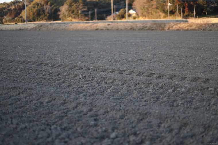 稲刈り後、手入れされた田んぼ