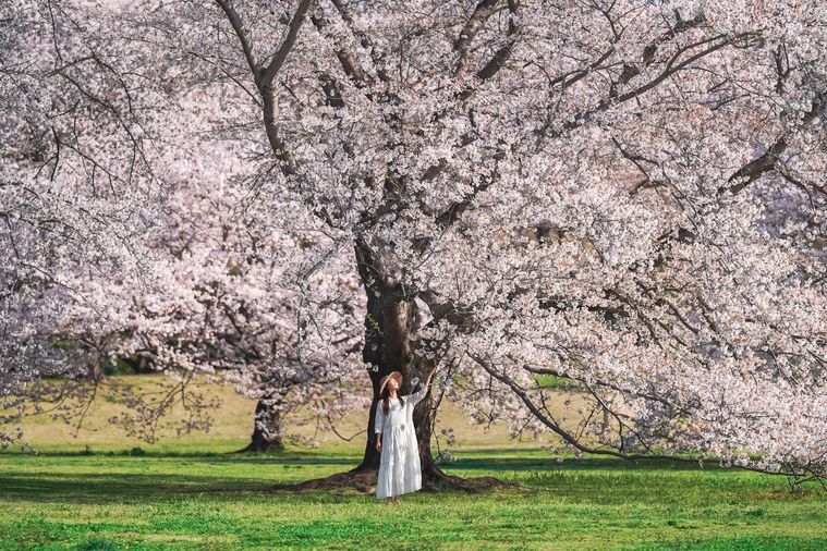 フラワーフェスティバル2025のイメージ