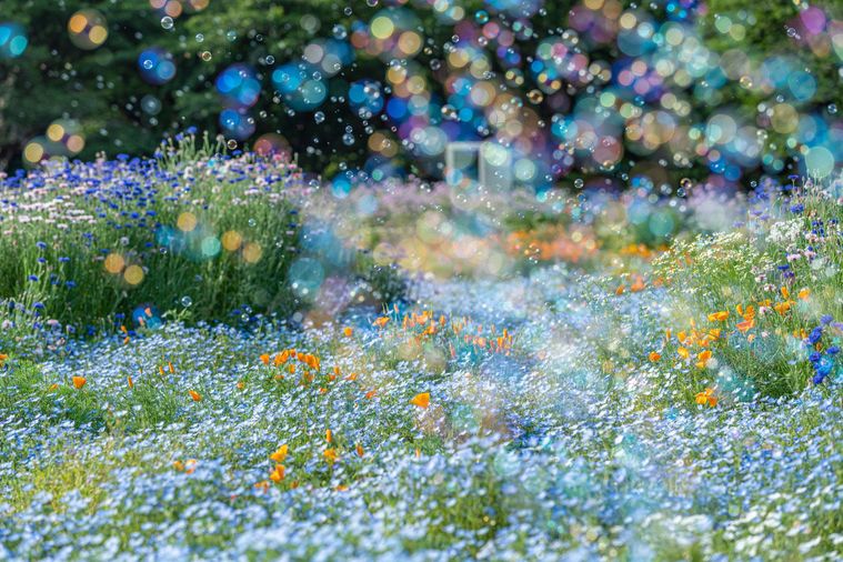 シャボン玉のフォトジェニックタイムのイメージ