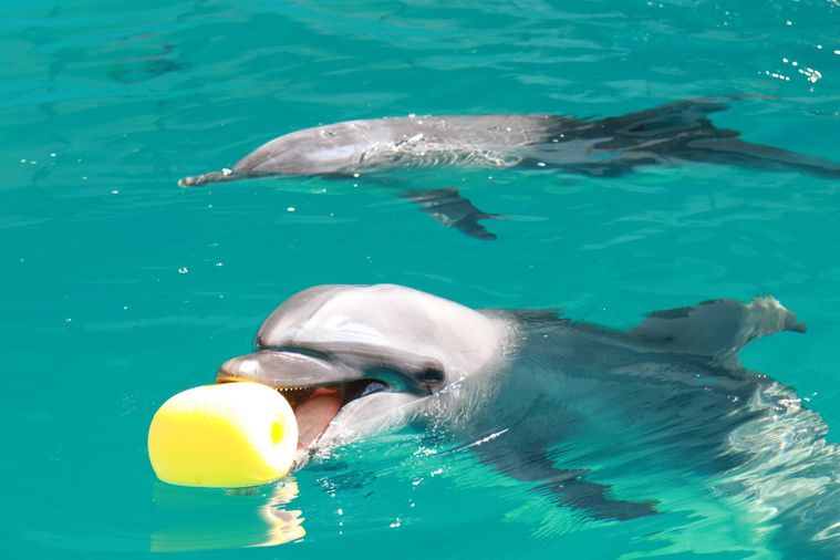 イルカがボールを持っている様子