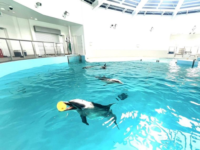 ノアドルフィンドームの室内