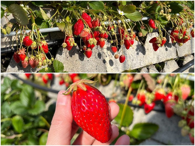 石垣の間に苗を植える石垣いちご