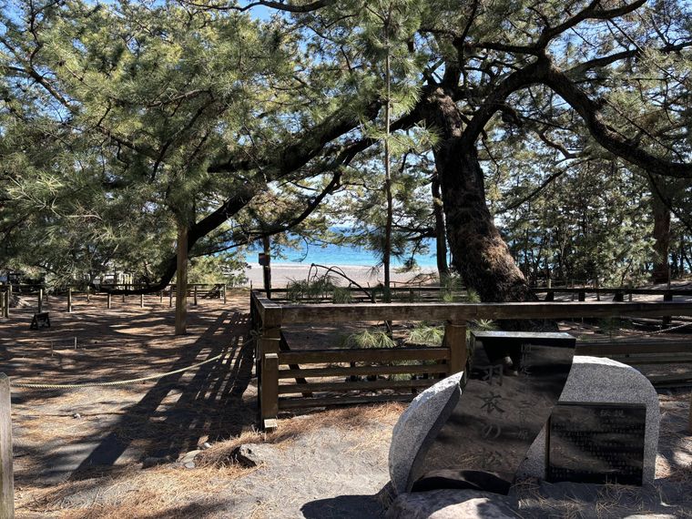 羽衣伝説の舞台として知られる羽衣の松