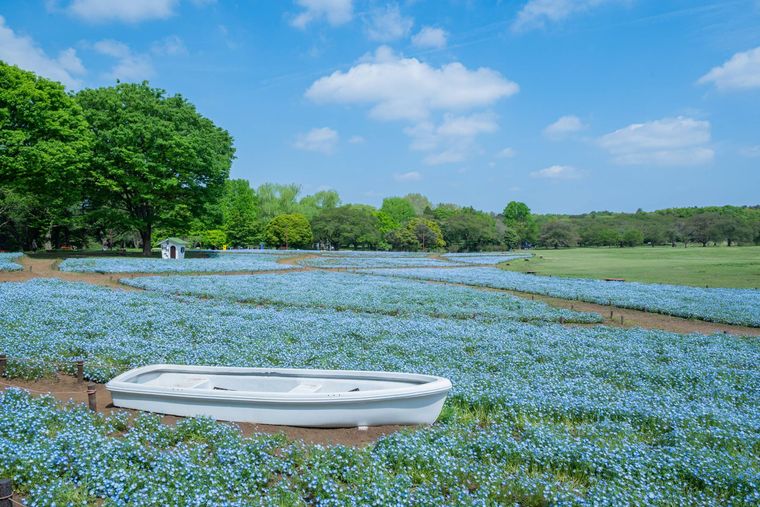 国営昭和記念公園のネモフィラ
