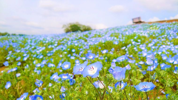 東京ドイツ村のネモフィラ
