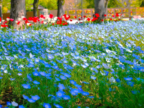 花様確認用 夏の冷たいスイーツ！ヤマユリやレンゲショウマ咲く森